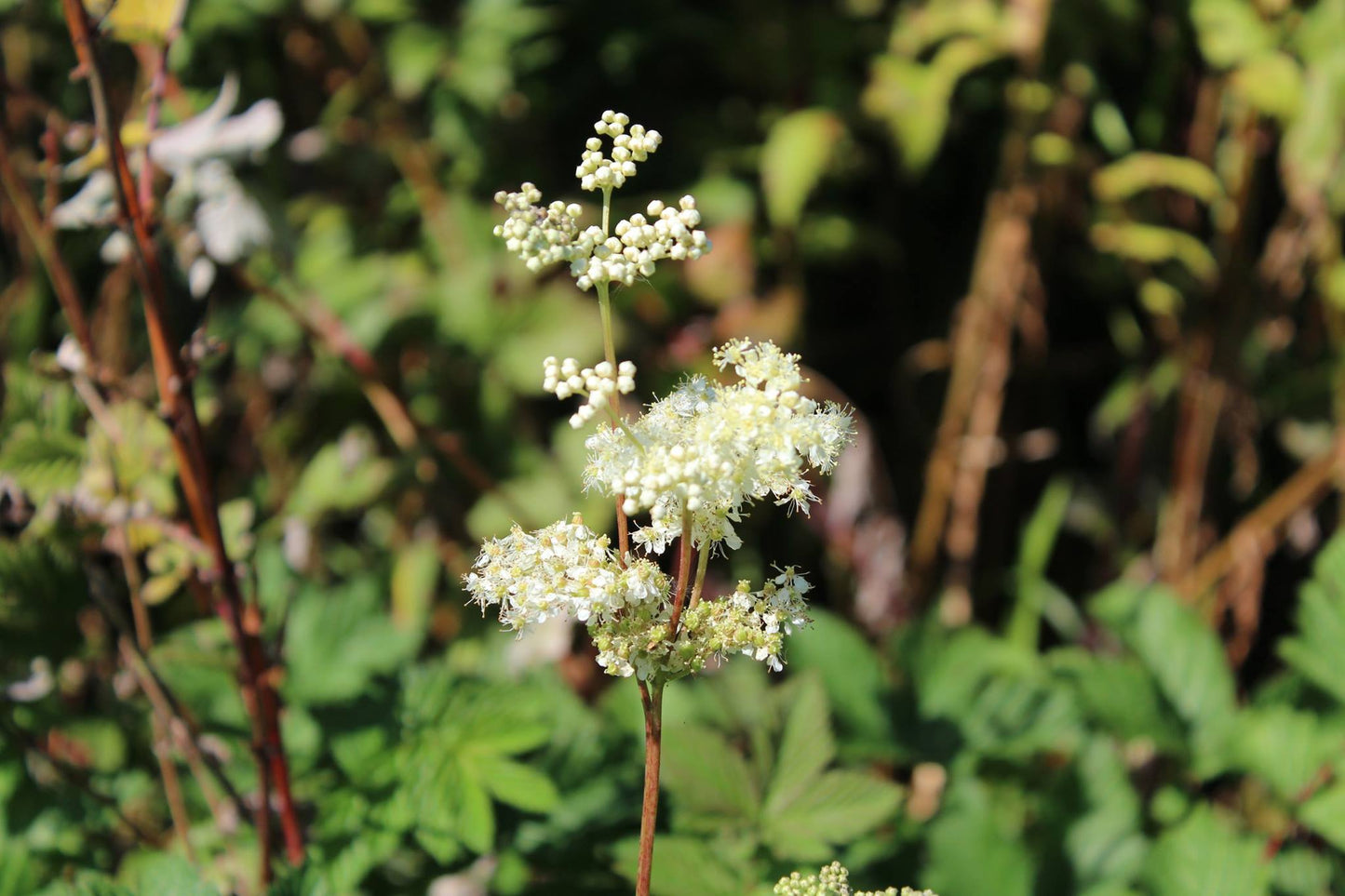 Wild Medicine Course