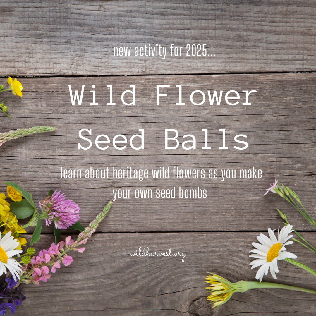 Wildflower Seed Bomb (or Balls;) Workshop