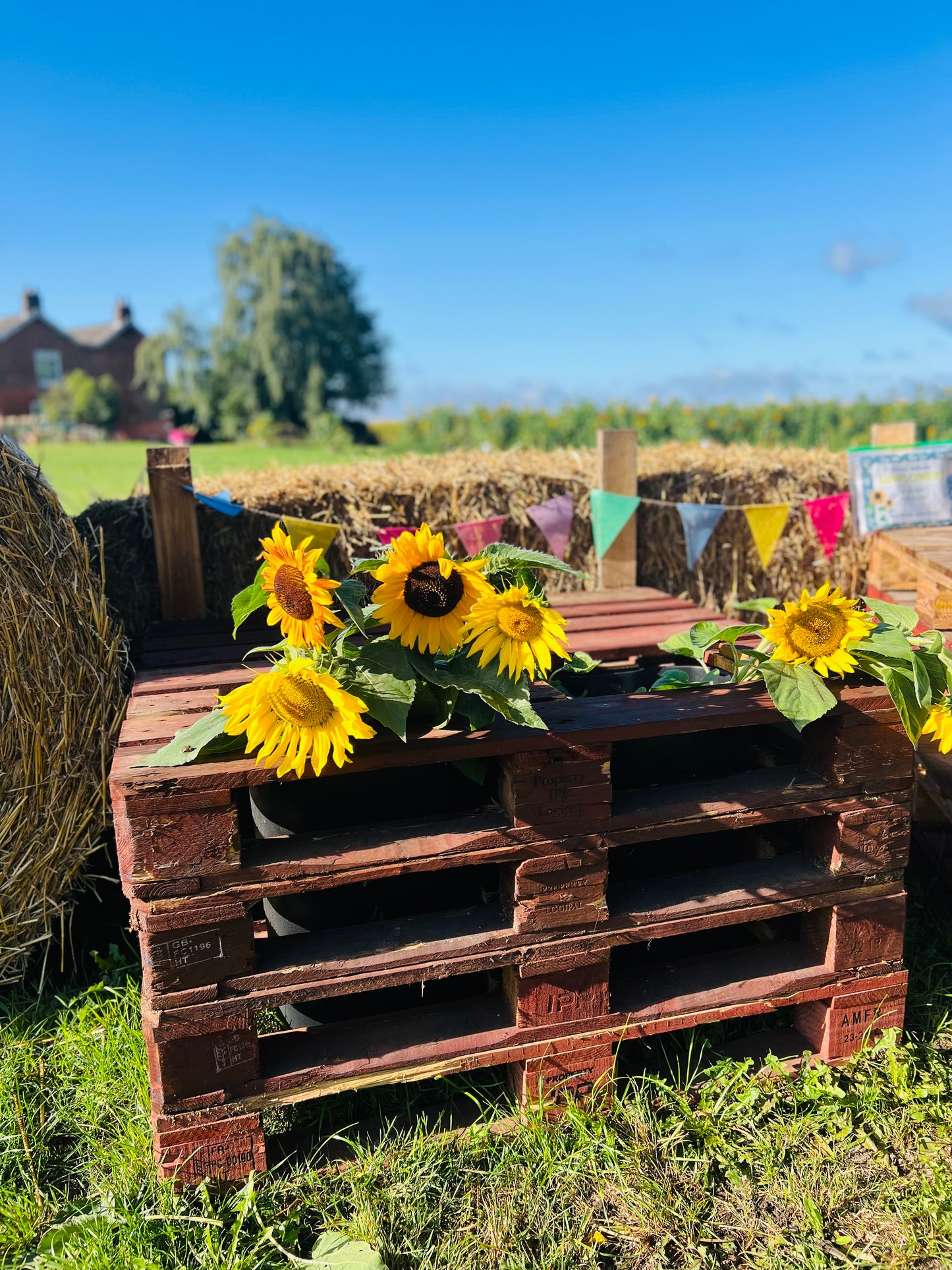 Sunflower Day