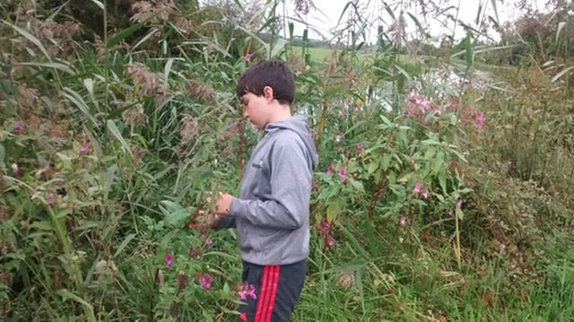 Are himalayan balsam seeds edible? Can you eat balsam seeds?