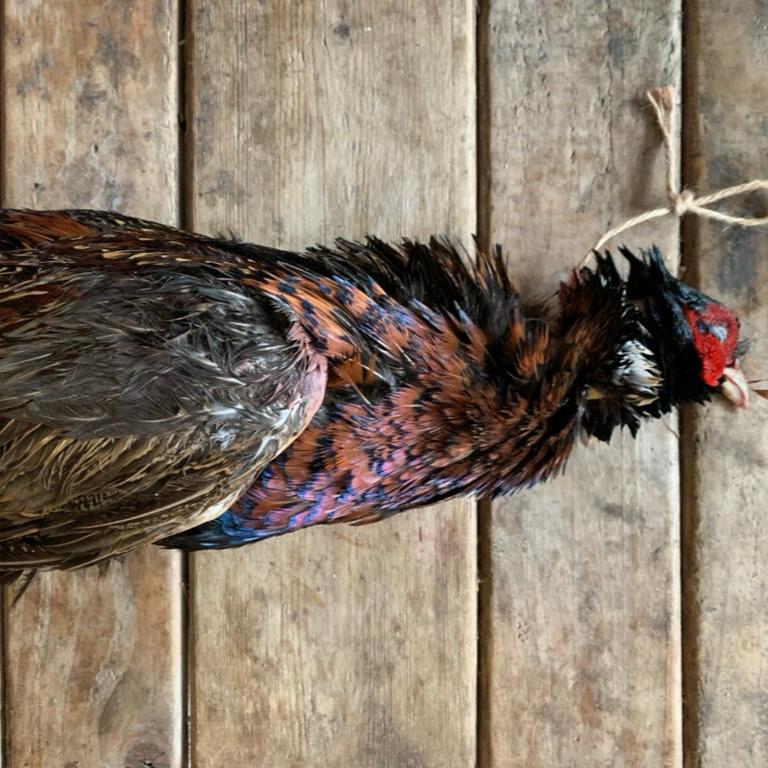 plucking a pheasant