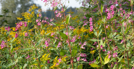 Invasive plants and foraging