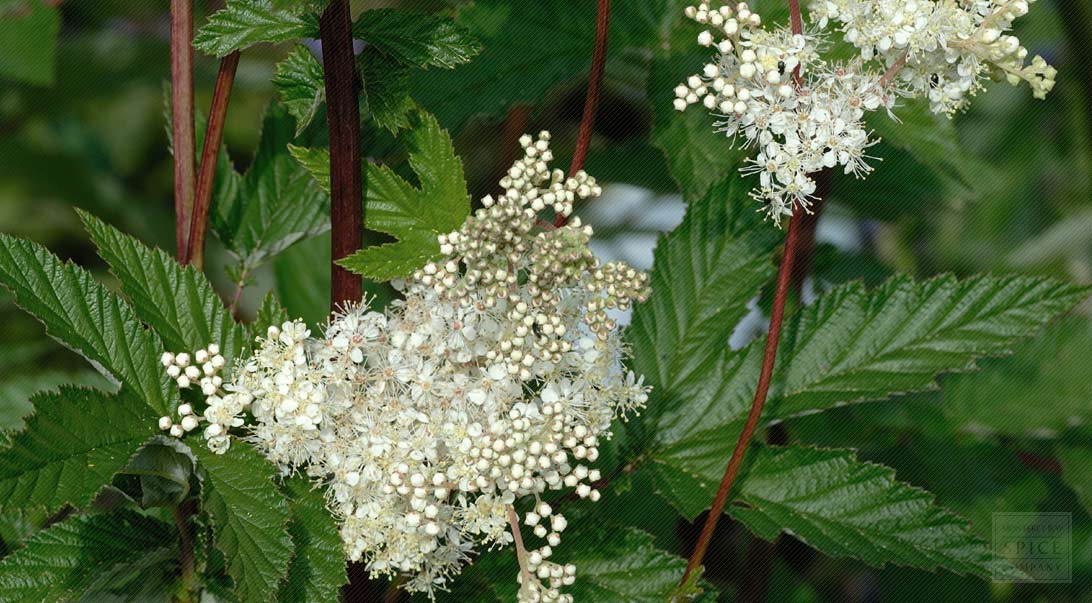 Uses and Benefits of Meadowsweet