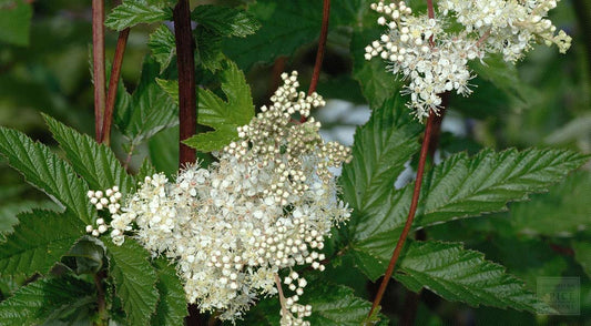 Uses and Benefits of Meadowsweet