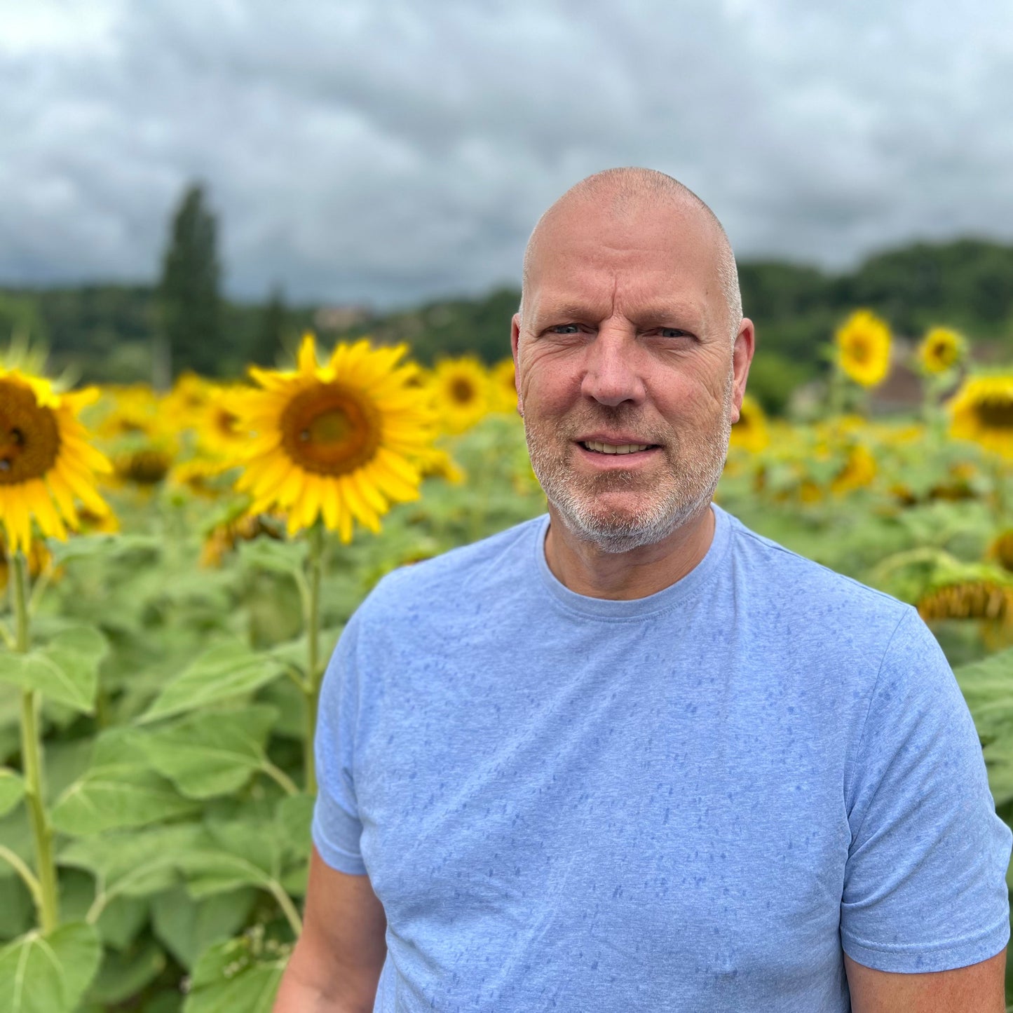 uses of sunflowers