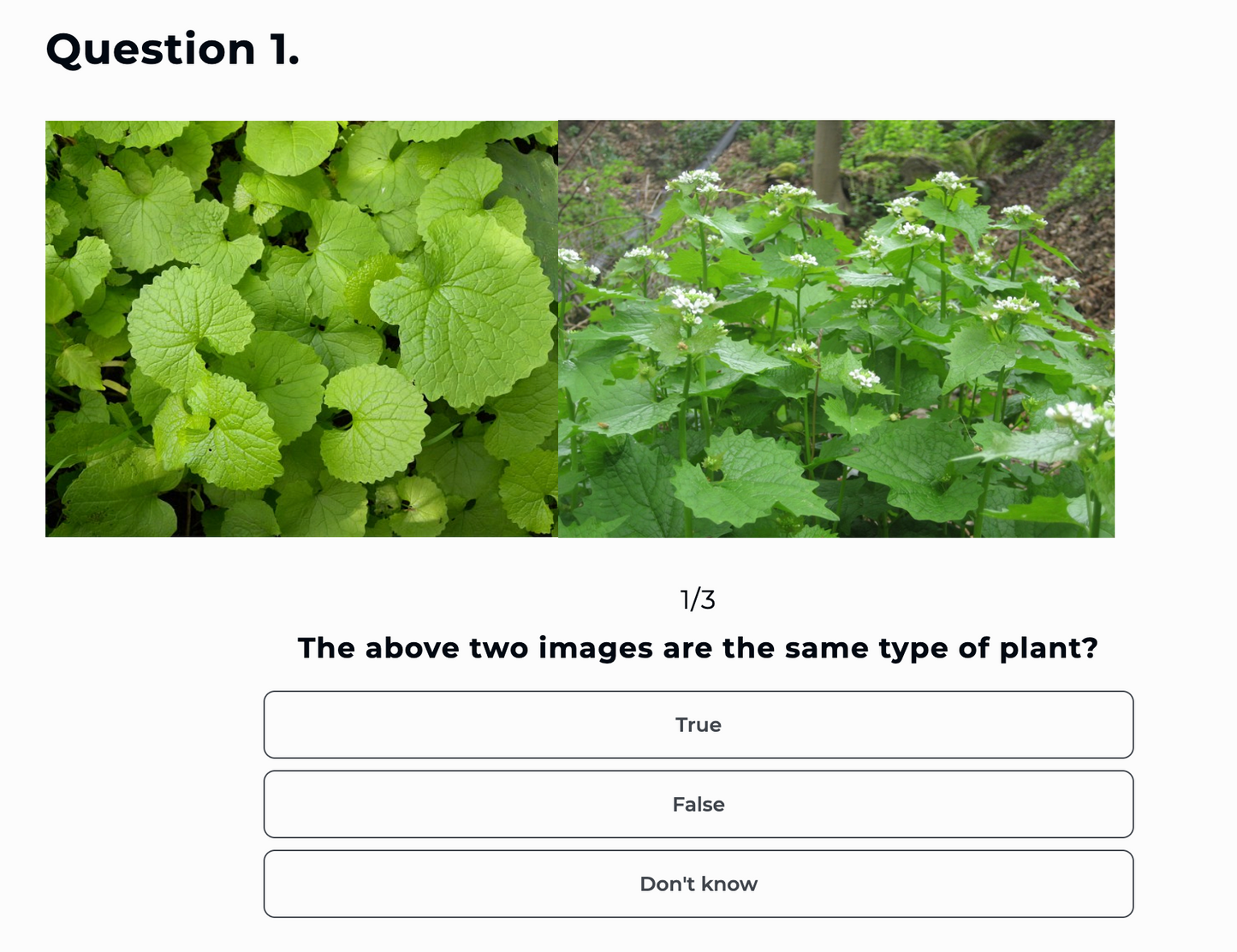 Online Wild Food Foraging Course