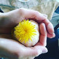 Wild Food Foraging Walk and Natural Petal Bath Bomb Workshop